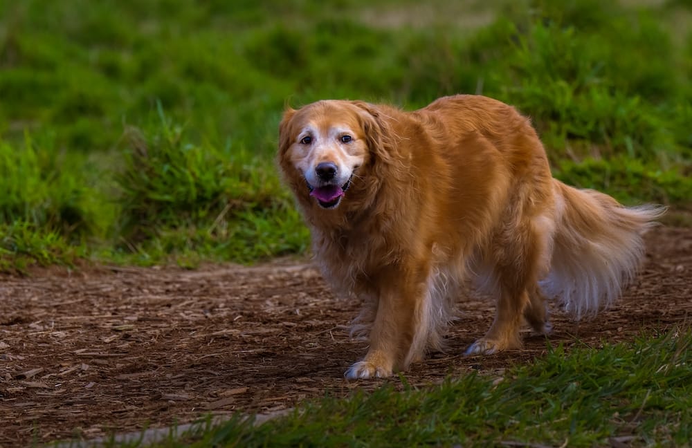 Dog enlarged clearance liver diet